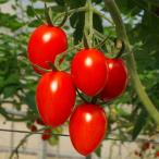 fu.... налог день высота река блок [2026 год 1 месяц средний . после отправка ] мини помидоры ( Aiko ) 2kg