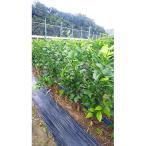 苗木 レモン 2年生 2本入り
