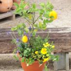 レモンとハーブ 香りの寄せ植え