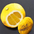 観音山はるか 訳あり 3kg