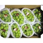 ショッピングふるさと納税 シャインマスカット ふるさと納税 三豊市 シャインマスカット　どどーんと 約5kg