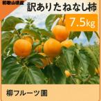 ふるさと納税 橋本市 【先行受付】柳フルーツ園の訳ありたねなし柿7.5kg