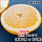特撰 セミノールオレンジ 5kg