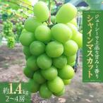 ふるさと納税 観音寺市 シャインマスカット 約1.4kg