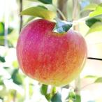 ふるさと納税 高森町 【長野県産!】甘〜いりんご(シナノスイート)約5kg 秀品