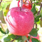 ふるさと納税 高森町 【長野県産】サンふじ!(約3kg)秀品