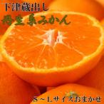 下津蔵出し丹生系みかん約5kg