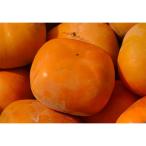 ふるさと納税 橋本市 【先行受付】柳フルーツ園のたねなし柿　5kg