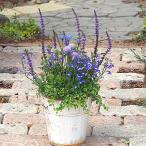 季節のお花寄せ植え ウッド白鉢