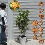 キンモクセイの鉢植え 白プラ鉢