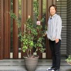 ジューンベリーの鉢植え ブラウン鉢45cm