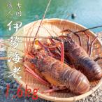 吉岡の冷凍伊勢海老 1.6kg
