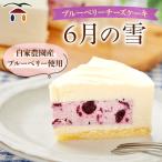 ケーキ カステラ チーズケーキ ブルーベリーチーズケーキ