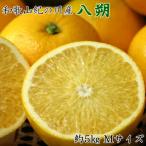 和歌山紀の川の八朔約5kg Mサイズ 秀品