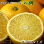 和歌山紀の川の八朔約5kg 2Lサイズ