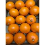 ショッピングせとか ふるさと納税 観音寺市 観音寺市産　せとか　5kg