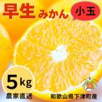 早生みかん 5kg