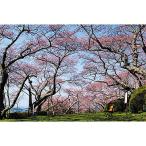 観光タクシー 春 桜スポットを巡るコース