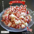 園村苺園 宇土産 完熟冷凍いちご さら苺 1kg