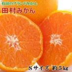 せとか 約5kg