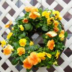 季節のお花サークル寄せ植え イエロー オレンジ系