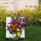 季節のお花寄せ植え 額縁プランター