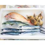 越前港直送 朝獲れお魚詰め合わせ 4種類