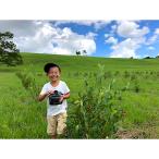 fu.... налог бамбук рисовое поле город .. высота .. сердце раз . сельское хозяйство место. Frozen голубика 