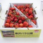ふるさと納税 村山市 (秀品)山形のさくらんぼ佐藤錦L玉 約1kgバラ詰め