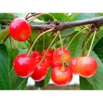 ふるさと納税 村山市 (秀品)山形のさくらんぼ 佐藤錦L玉 約1kg(約500g×2P)