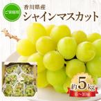 ご シャインマスカット 約5kg