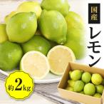 レモン 約2kg