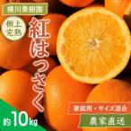 樹上完熟 紅はっさく 約10kg