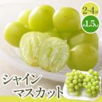 シャインマスカット 約 1.5kg