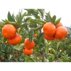 とっても貴重 ハウス小原紅早生みかん 約1kg