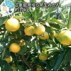ご ゆら早生みかん約10kg