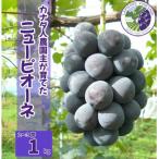 ニューピオーネ 約1kg