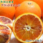 濃厚ブラッドオレンジ タロッコ種 約3kg