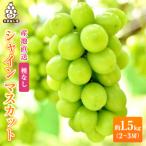 ふるさと納税 山梨市 2026年先行販売　銀河農園まきおかのシャインマスカット(種なし)約1.5kg(2〜3房)