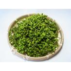 冷凍生実山椒500g 250g×2袋