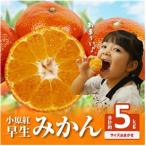 ふるさと納税 高松市 【先行受付】ご家庭用小原紅早生みかん(サイズおまかせ)約5kg【2025年11月〜2026年1月】