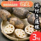 泥付き蓮根 3kg