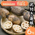 地元 泥付き蓮根