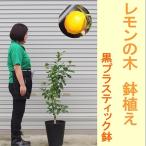 レモンの木鉢植え 黒プラステック鉢 27cm