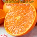 紀州有田産せとか約3kg とろける食感