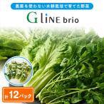 fu.... налог futoshi . блок G Line brio lettuce 12 упаковка комплект 