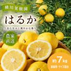 爽やかな甘さの柑橘 はるか 約7kg