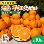 貯蔵熟成 不知火 デコ 約10kg