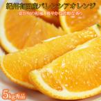 秀品 希少な バレンシアオレンジ 5kg
