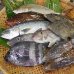 簡単で便利 手軽で新鮮な若狭秋冬旬の鮮魚セット計3kg入
